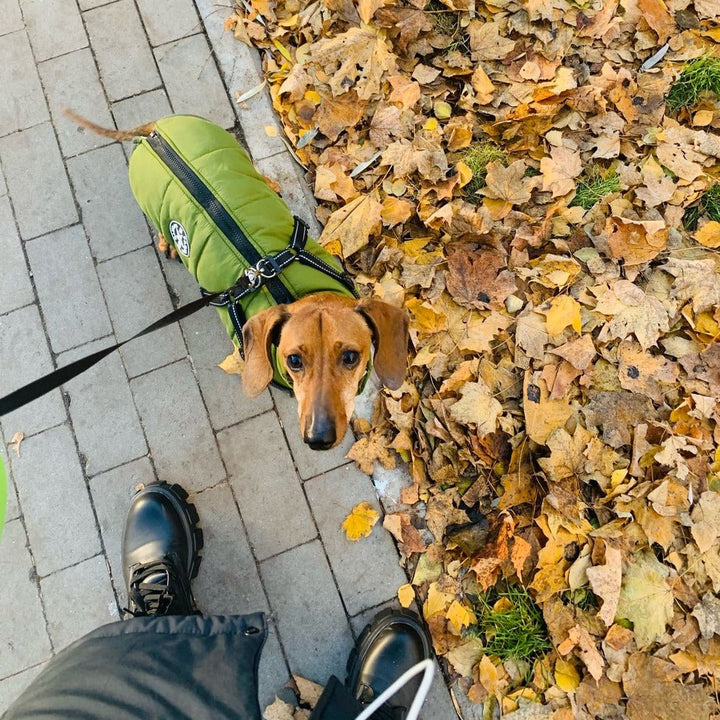 DoggyKönig™ 3 in 1 Jacket