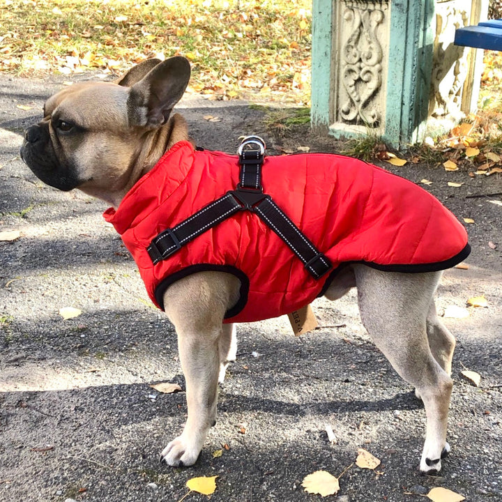 DoggyKönig™ 3 in 1 Jacket