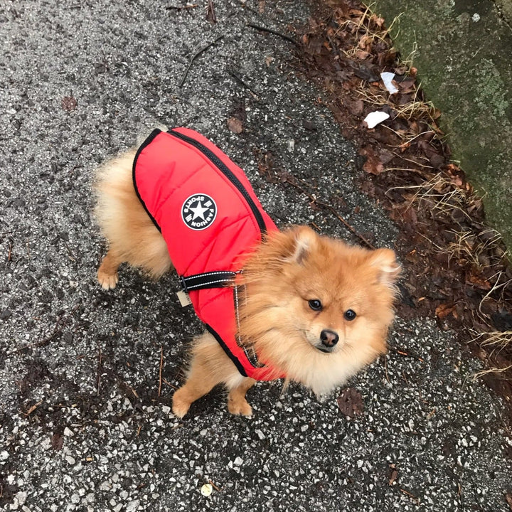 DoggyKönig™ 3 in 1 Jacket