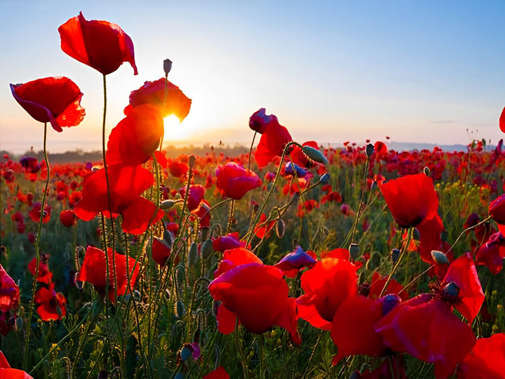 2+1 gratis! - Malen nach Zahlen -  Schöne rote Mohnblumen Malen nach Zahlen