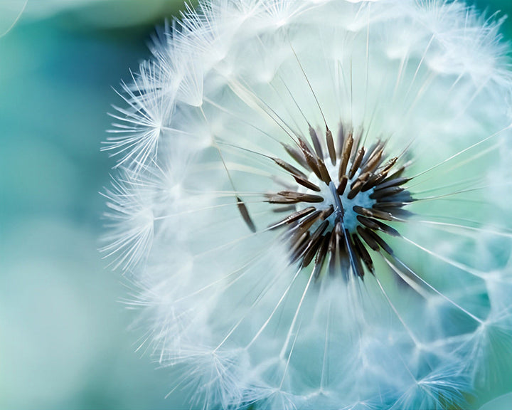 2+1 gratis! - Malen nach Zahlen -  Weiße Pusteblume Malen nach Zahlen